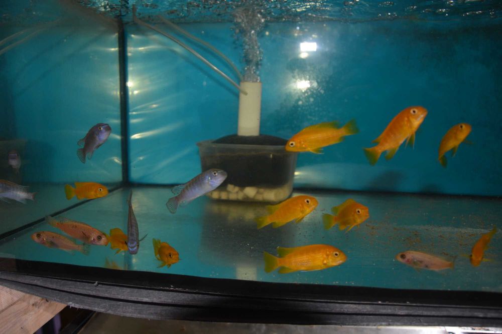 Pyszczak Labeotropheus Trewavasae Thumbi West