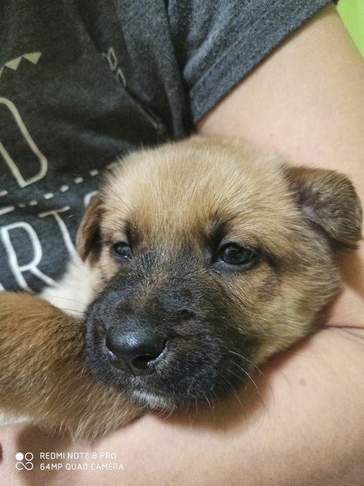 Песики в добрі руки