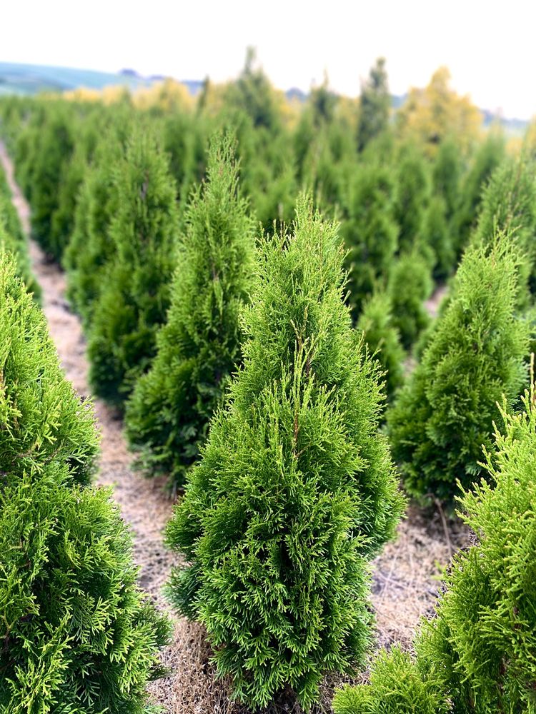 Gęsta TUJA SZMARAGD 100-110cm Producent*Sadzenie(tuje,thuja,thuje)