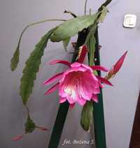 Epiphyllum, E-T-L, epifilum, kaktus NOWOŚĆ w Polsce