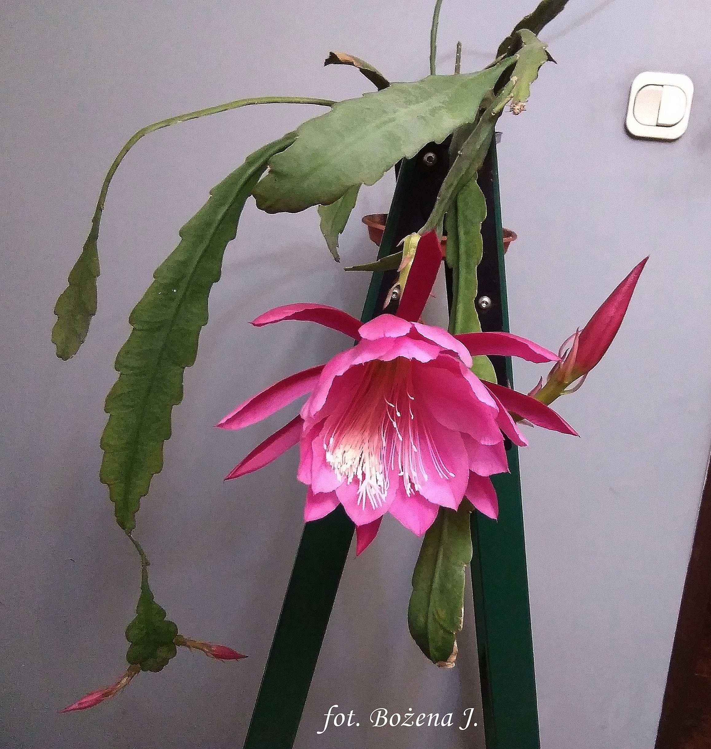 Epiphyllum, E-T-L, epifilum, kaktus NOWOŚĆ w Polsce