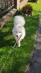 Samojed Oddam tylko w dobre ręce