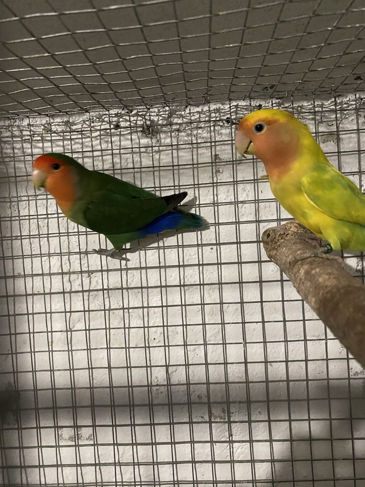 Agapornis roseicollis reprodutores