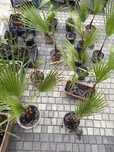 Palma washingtonia robusta