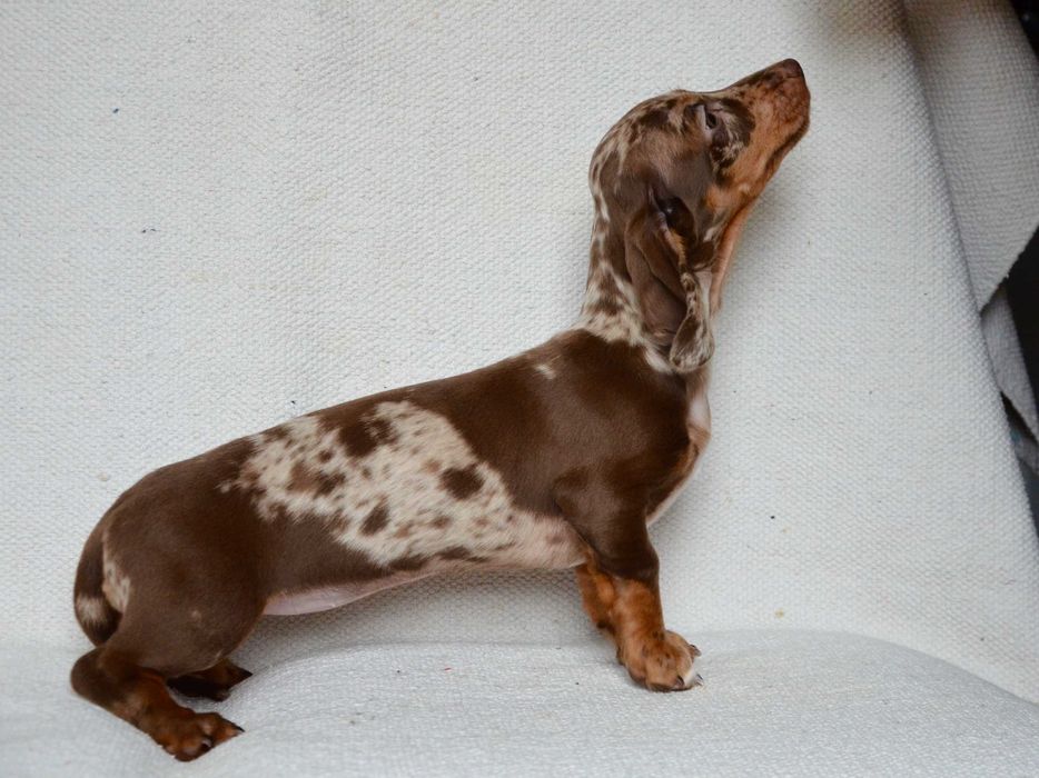 Jamnik czekoladowy merle - suczka