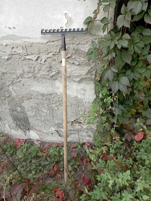 Grabie, czarne / zielone. Roczne.