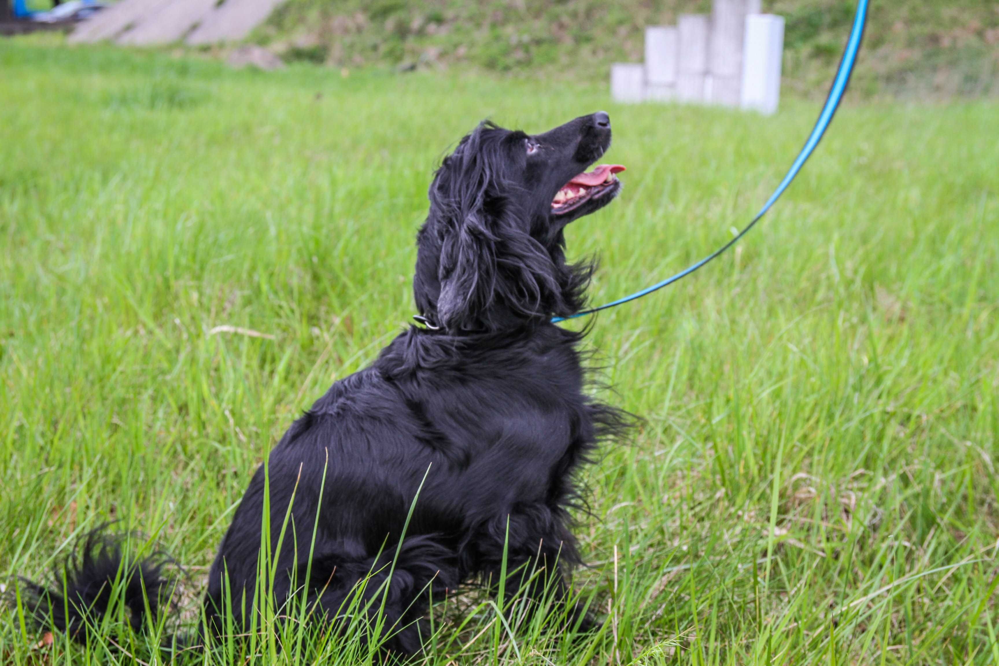 Saba - Czarna spanielka