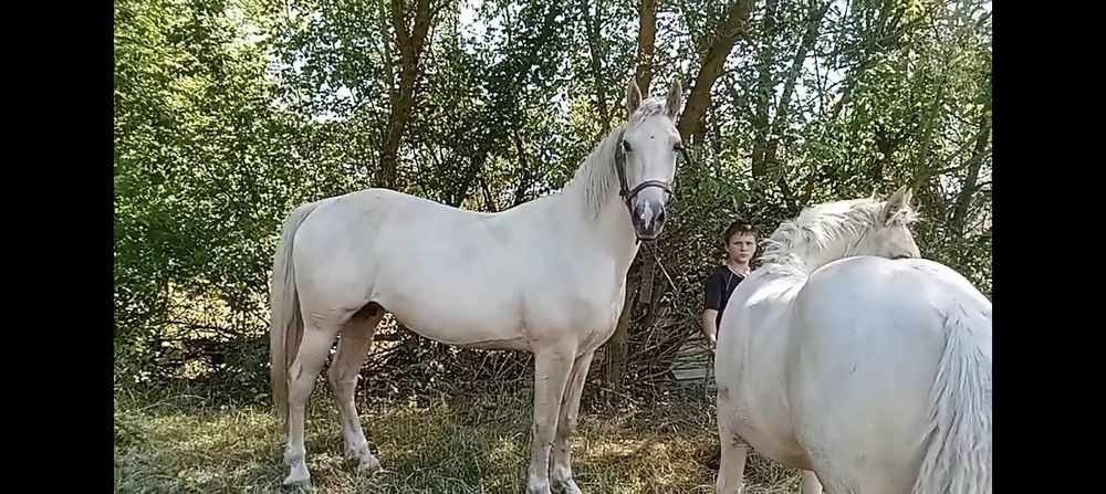 Кобила, коні, лошадь