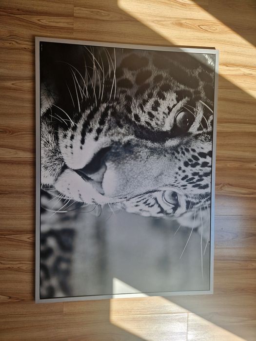 Obraz duży tygrys w ramie