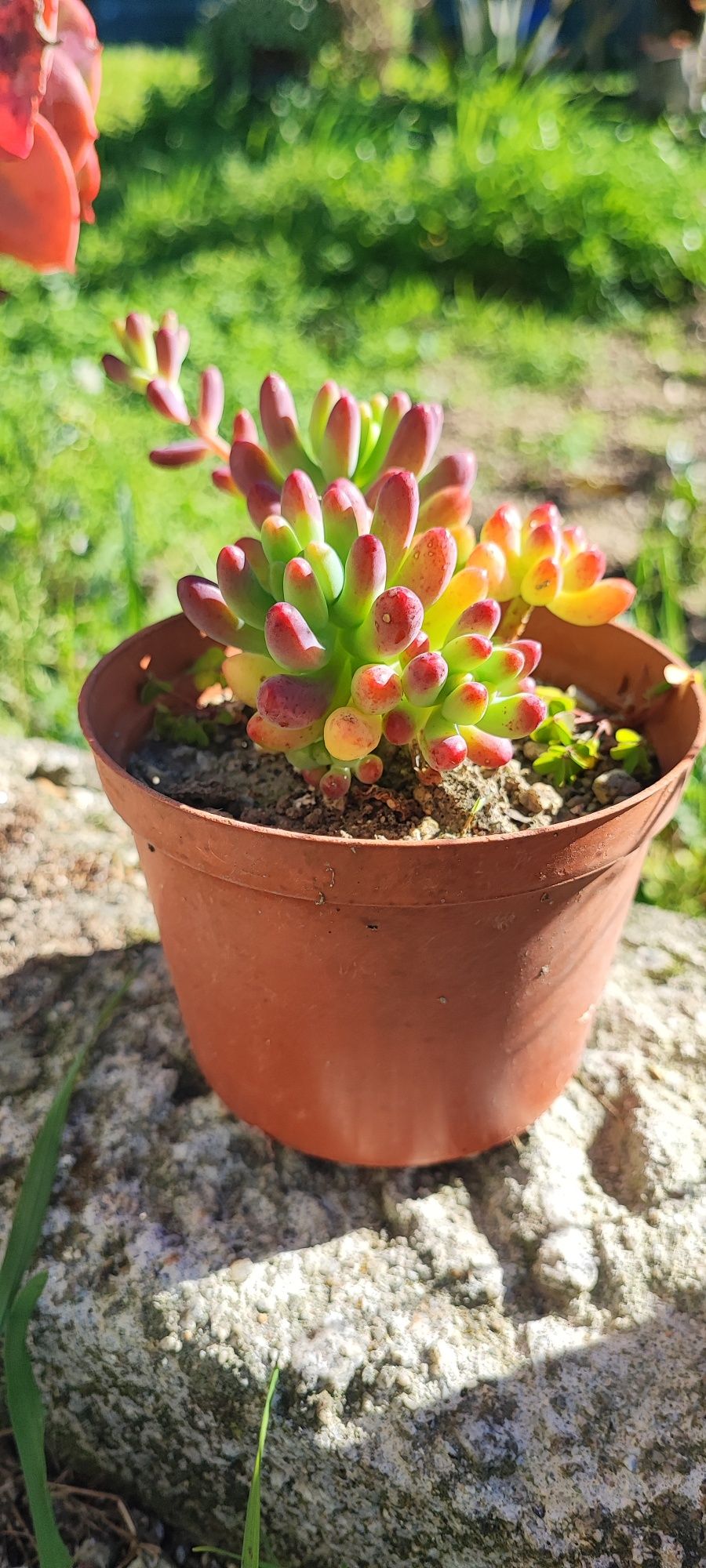 Planta suculenta