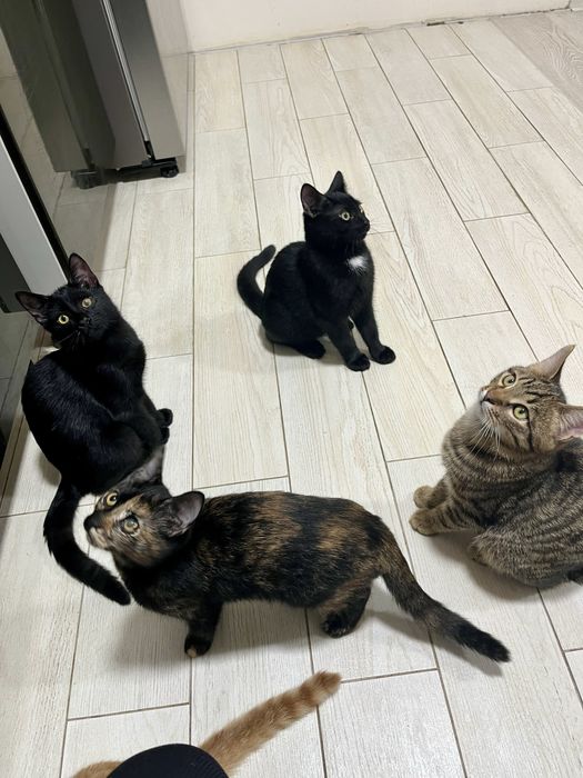 Котенок Эмбер стерилизована 5 мес