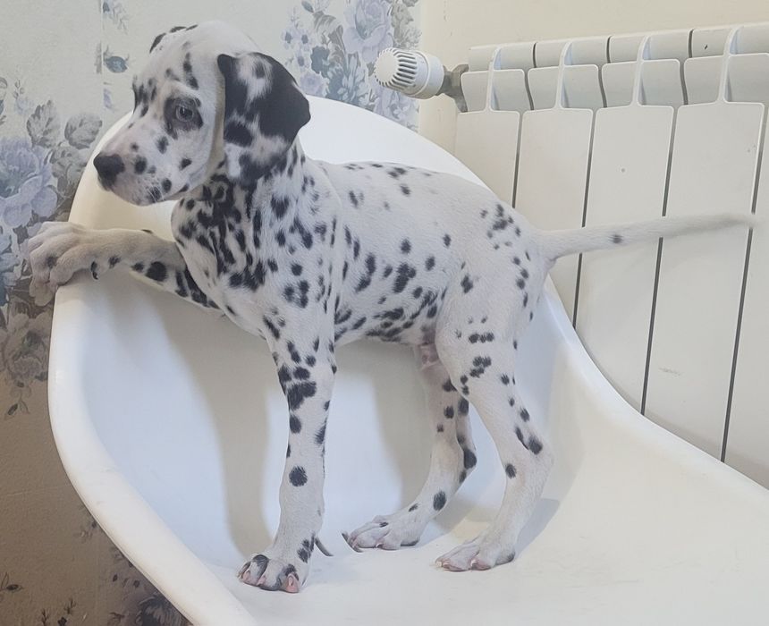 Dálmata macho 2 meses