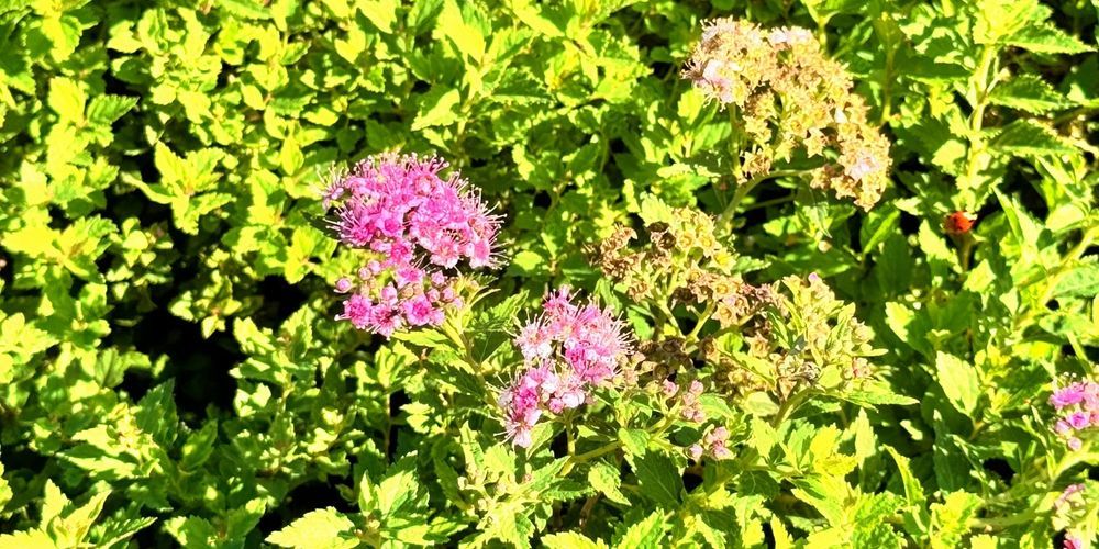 Tawuła japońska 'Japanese Dwarf' Miniaturka (Spiraea) Poj. 1.0L