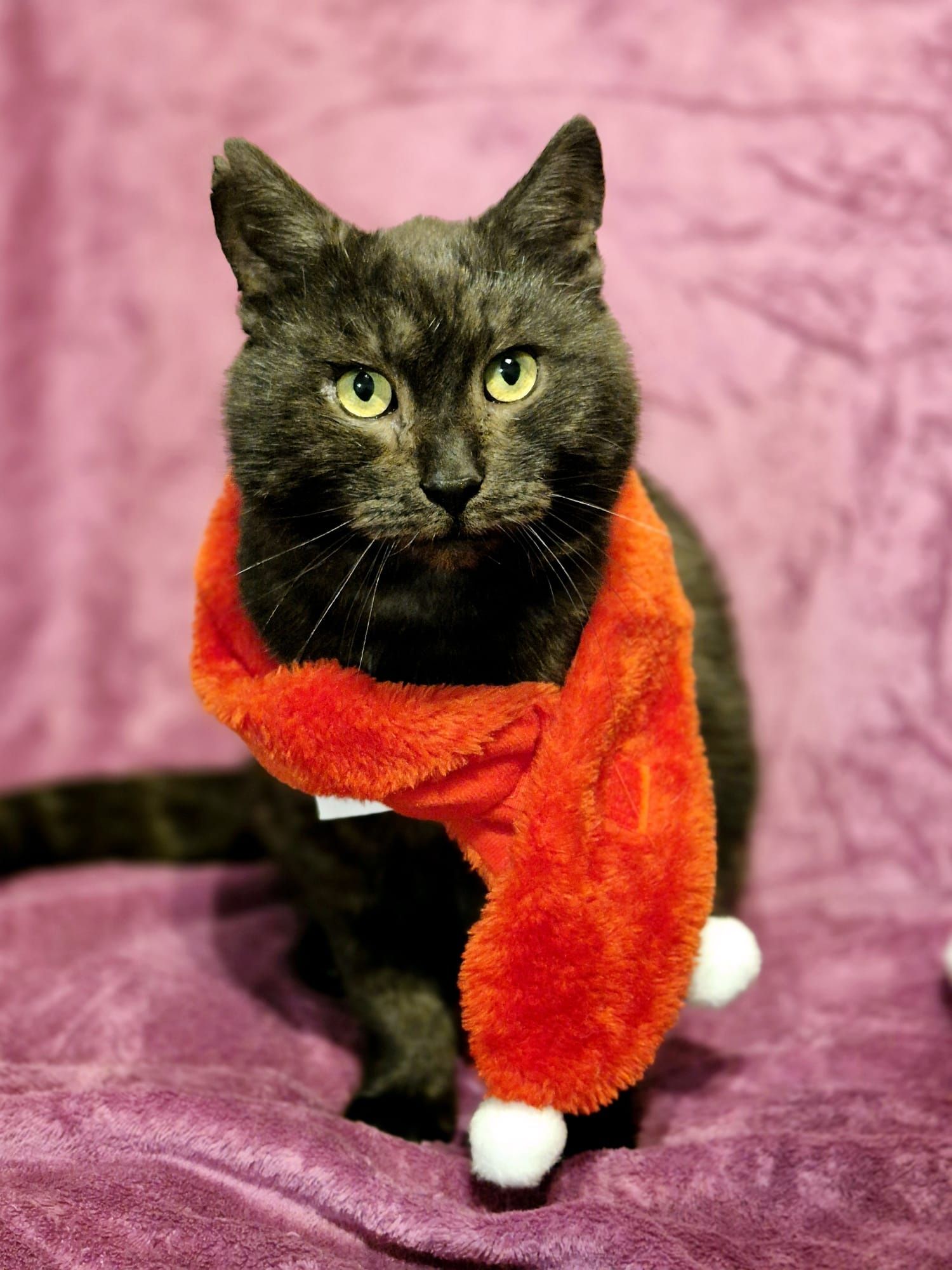 Kocurek Leon do adopcji fiv+
