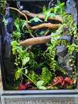 Terrarium tropikalne