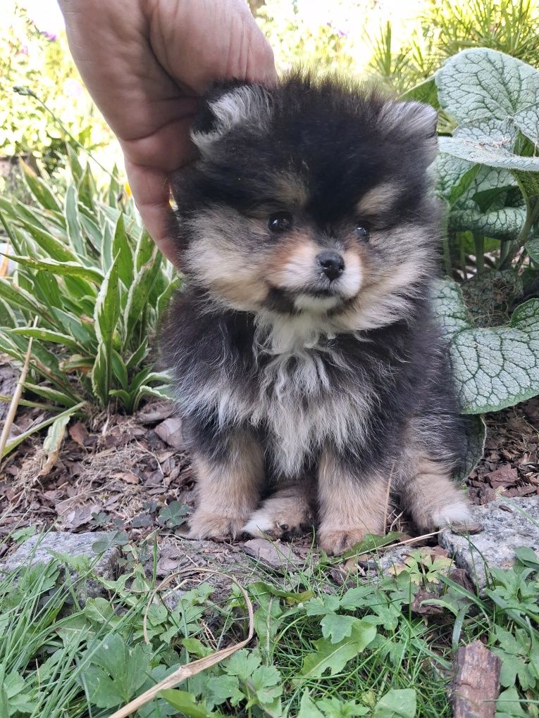 Sliczny szczeniaczek  pomeranian szpic miniaturowy