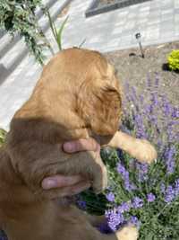 Cocker spaniel angielski