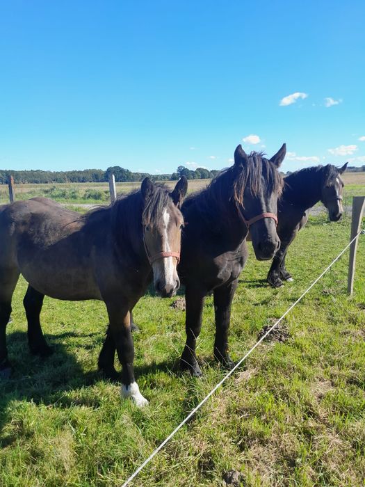 PKZ -2 Klacze Zimnokrwiste, 1.5 roku