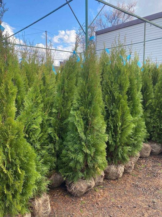 Туя західна Смарагд 140-160см.