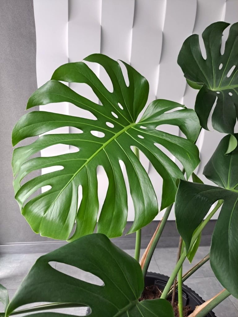 Duża, zdrowa Monstera Deliciosa wraz z doniczką