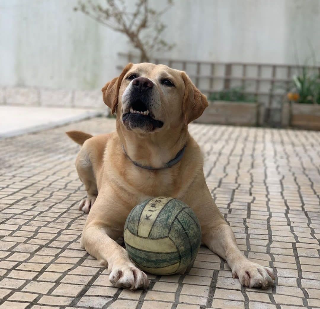 Petsitting /Deixe o seu patudo no nosso Lar!