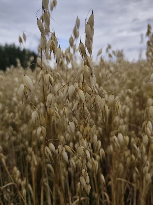 Sprzedam owies Bingo