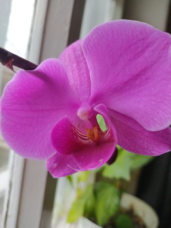 Реанимация орхидеи, детки орхидеи