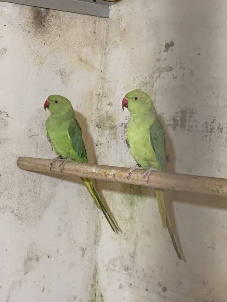 Casal de Ring Necks
