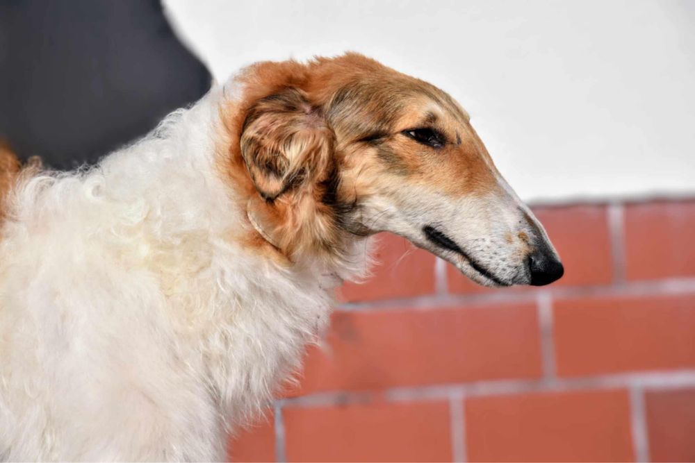 Borzoi Chart rosyjski