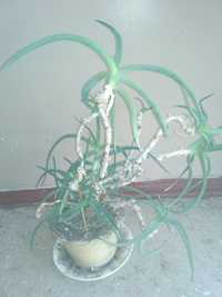 Индийский лук, Алоэ Вера;,высокий и низкие кактусы, драцена, герань.