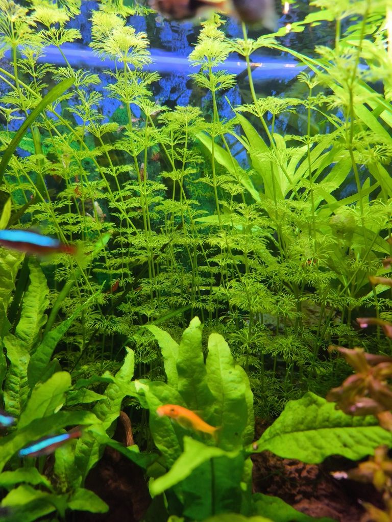 Limnophila Sessiliflora 
0.50€ cada pé.
Entrega amanhã em Benfica ou S