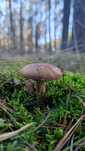 Podgrzybek suszony 300 gram