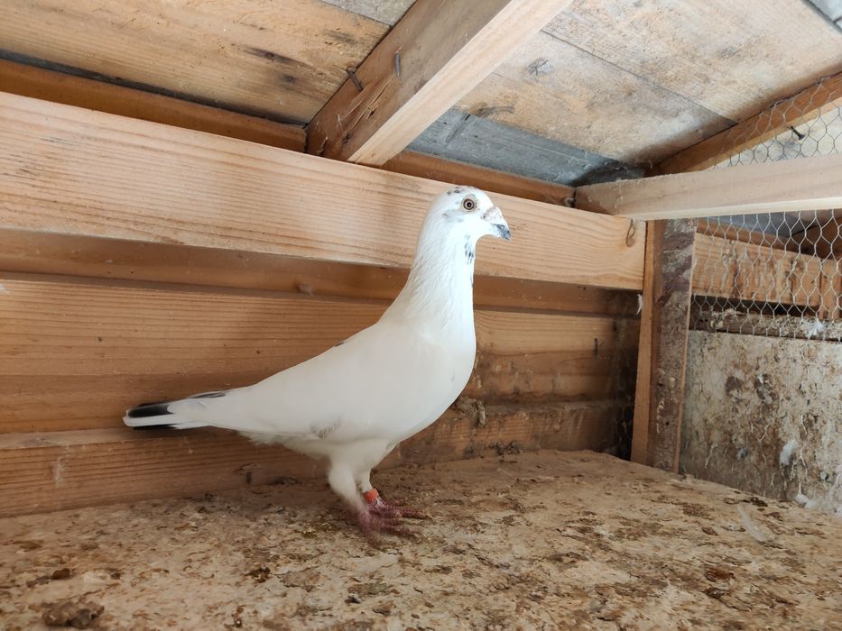 Gołębie pocztowe