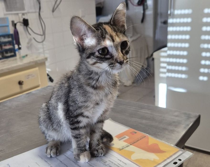 Gatinhas bebés já estetilizadas para adoção