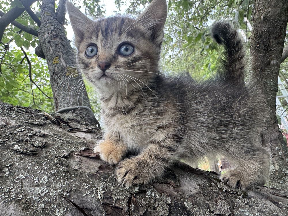 Котята очень милые в добрую семью