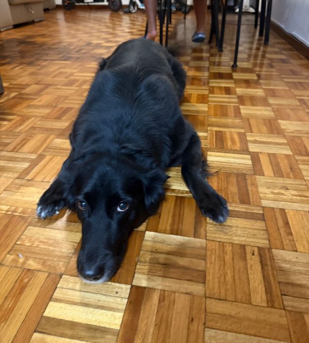 Dou em adopção uma Cadela