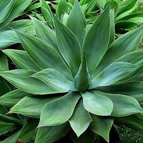 Planta de jardim Agave Dragão e Tromba de Elefante