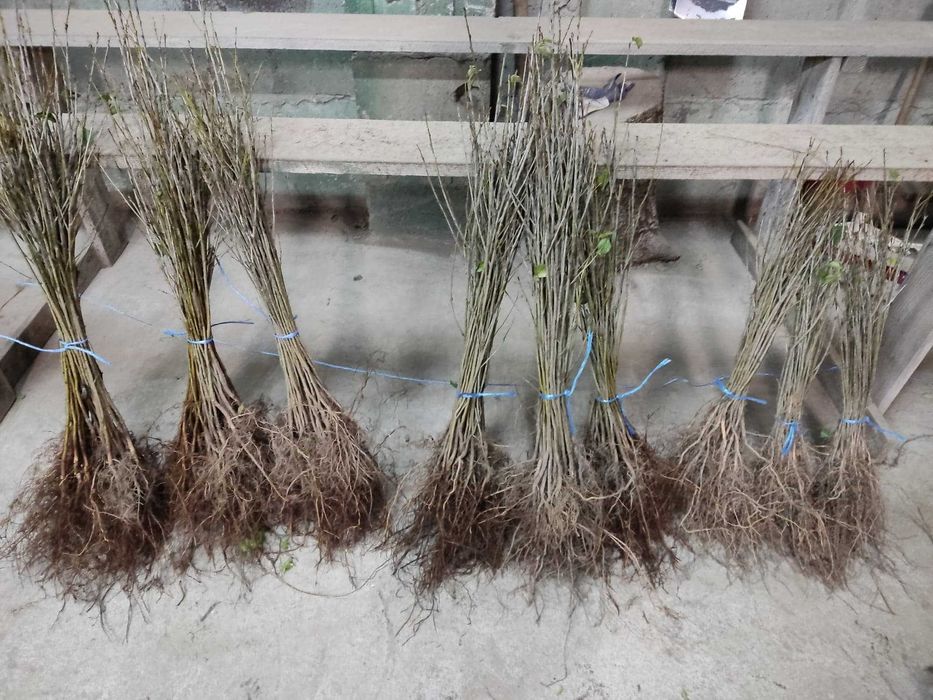 Drzewka owocowe, różne odmiany