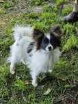 Papillon Spaniel miniaturowy kontynentalny - piesek tricolor ZKwP FCI