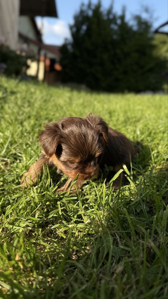 York chocotan piesek (chlopczyk )