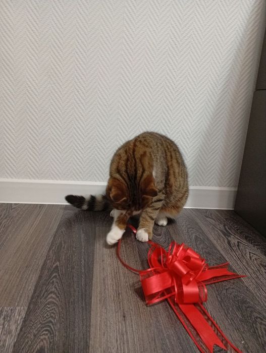 Подарую кошеня. Має вет.паспорт