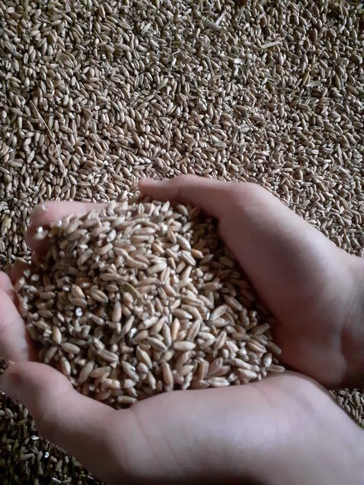 Sprzedam pszenżyto i pszenicę