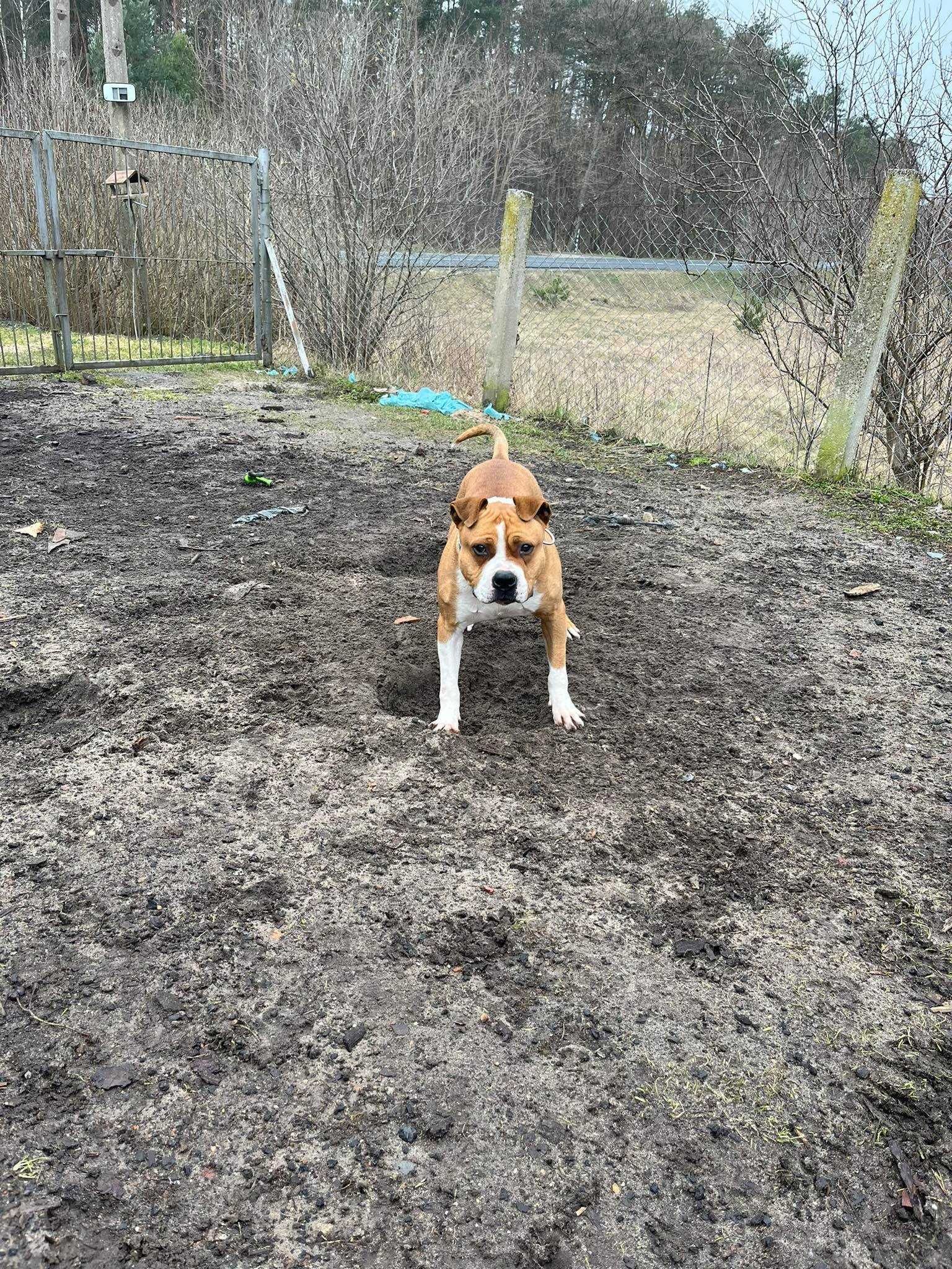 Oluś amstaff do adopcji