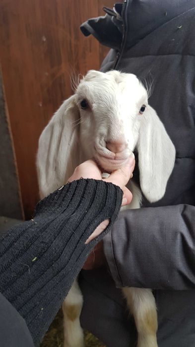 Нубійська козочка