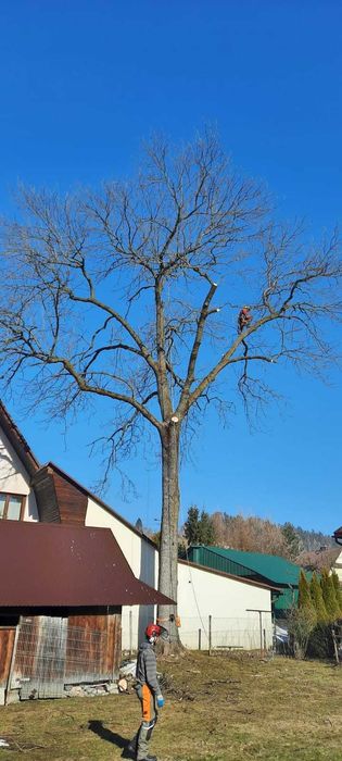 Wycinka drzew, pielęgnacja drzew, czyszczenie działek, usługi rębakiem