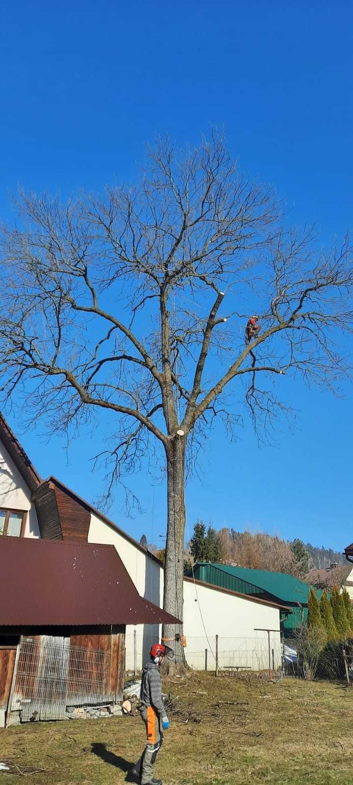 Wycinka drzew, pielęgnacja drzew, czyszczenie działek, usługi rębakiem