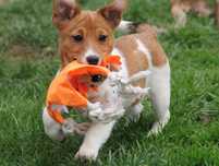 Jack Russell Terrier piesek gładkowłosy