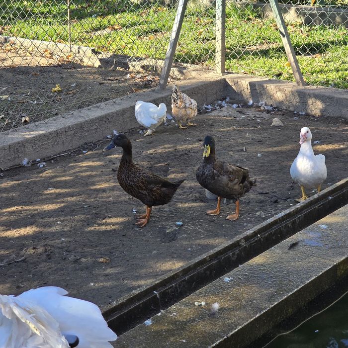 patos de diversas raças (viana do castelo)
