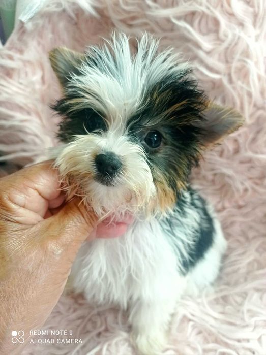 Biewer Terrier TOP, menina
