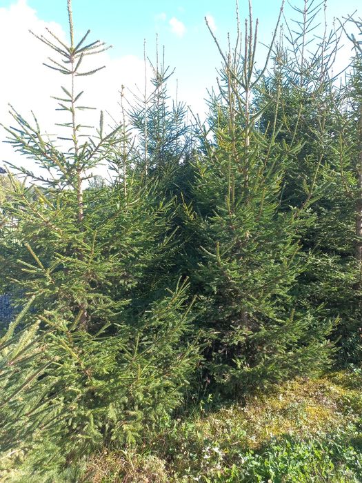 Choinki świerk 2,5-4 m.
